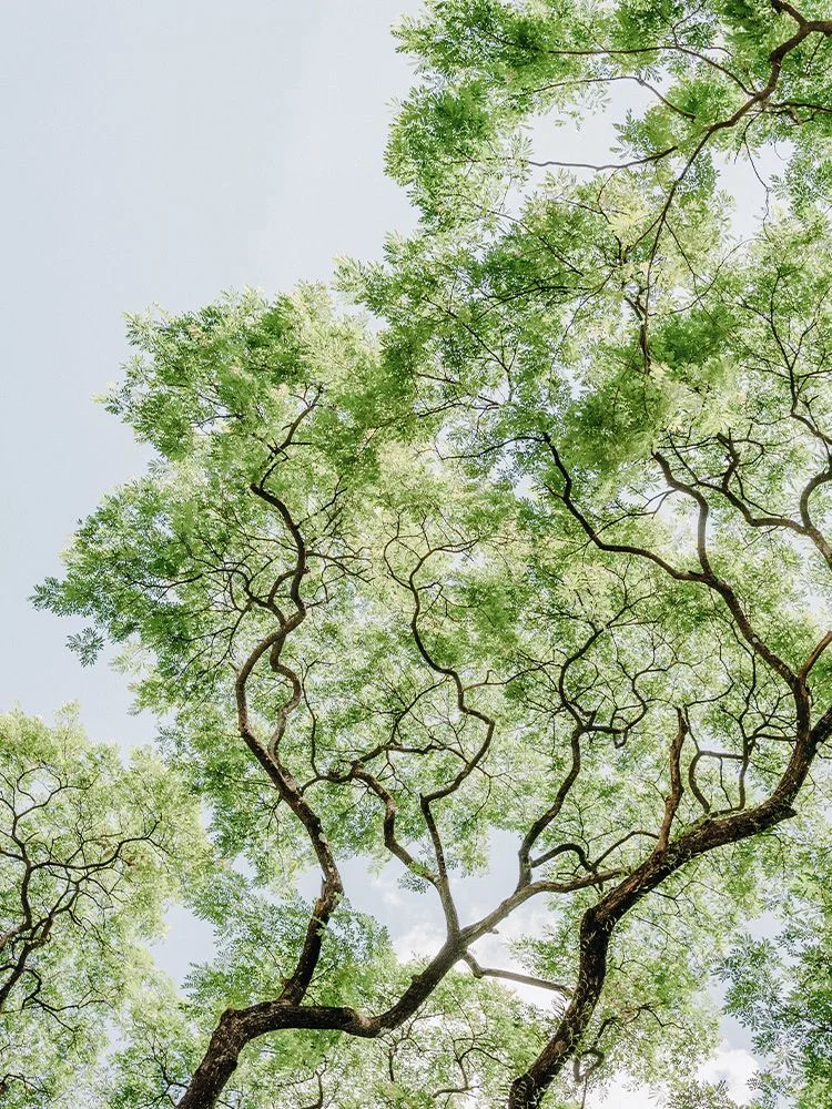Le Secret des plantes